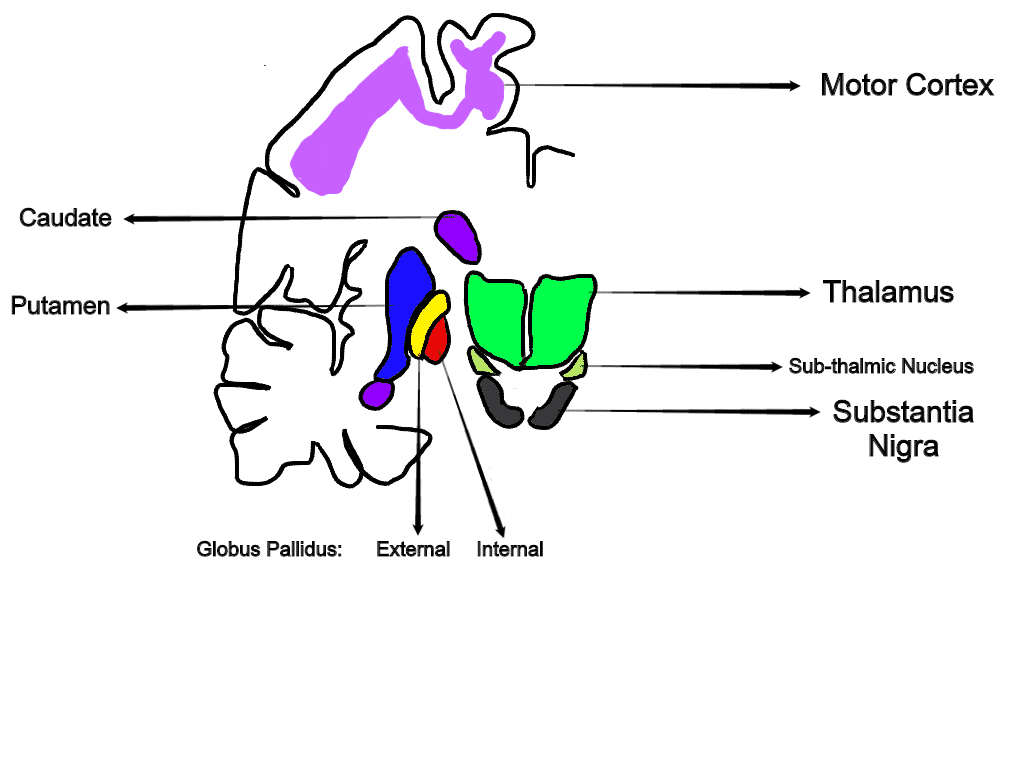 What Extrapyramidal Symptoms And Side Effects Mean Metascientist